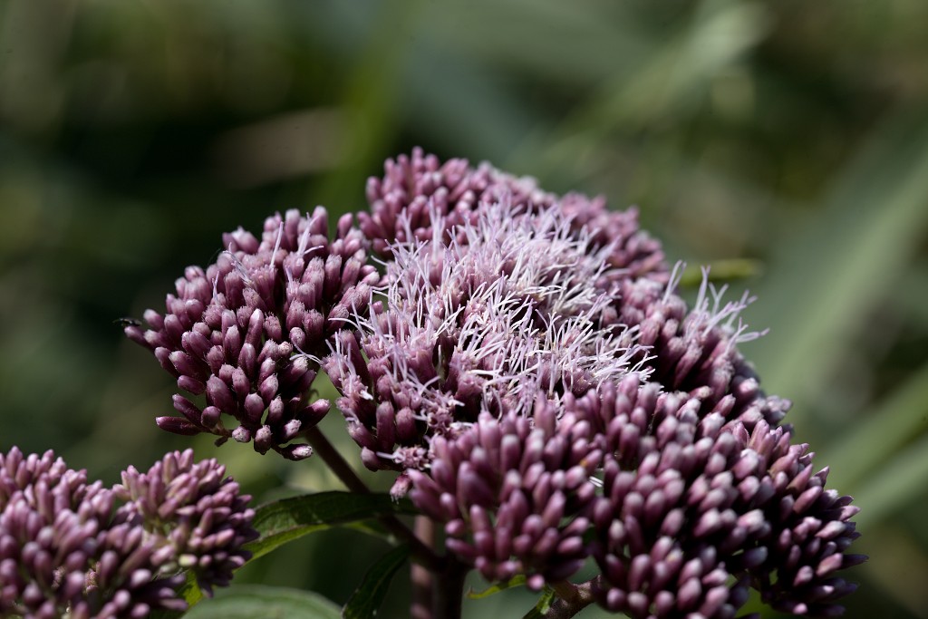 hellegatsplaten natuurgebied natuur staatsbosbeheer goeree overflakkee heckrunderen hdr fjordenpaarden vogelkijkhut